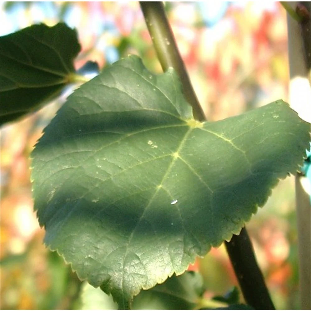 Tilia cordata 'Greenspire' Tree - Image 2