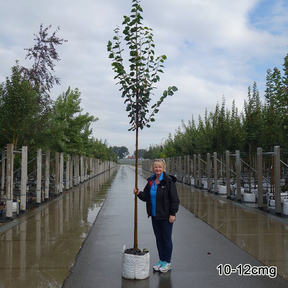 Tilia cordata 'Greenspire' Tree - Image 6
