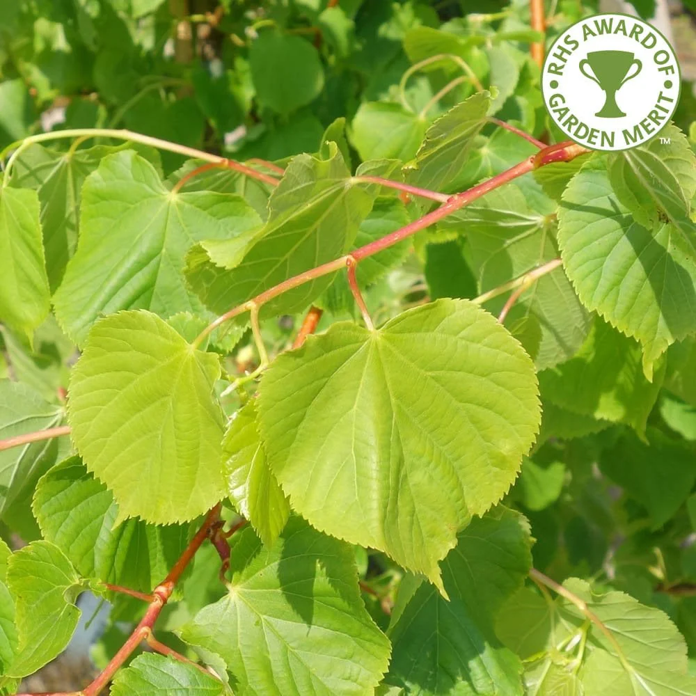 Tilia cordata 'Winter Orange' Tree