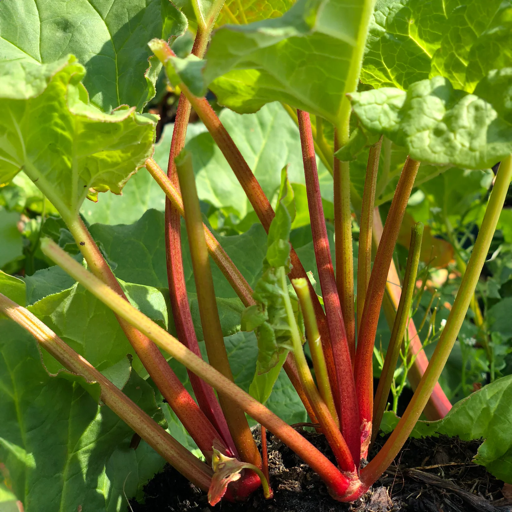 Timperley Early Rhubarb Plant