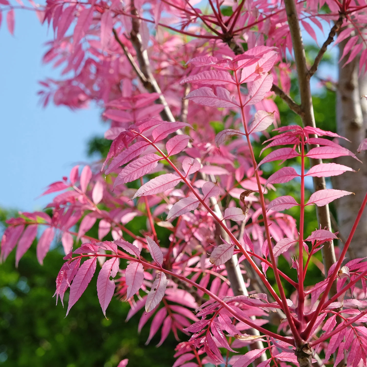 Toona sinensis 'Flamingo'