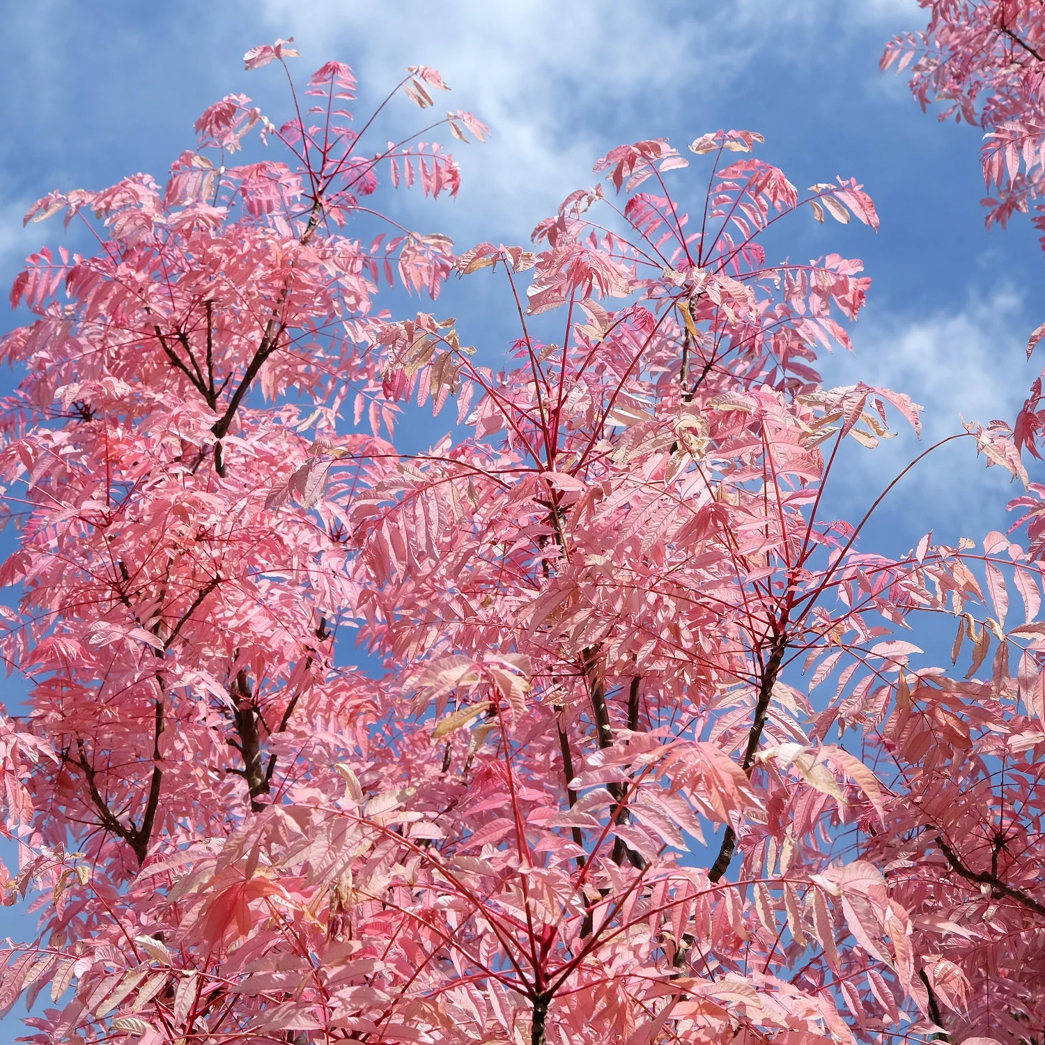Toona sinensis 'Flamingo' - Image 2