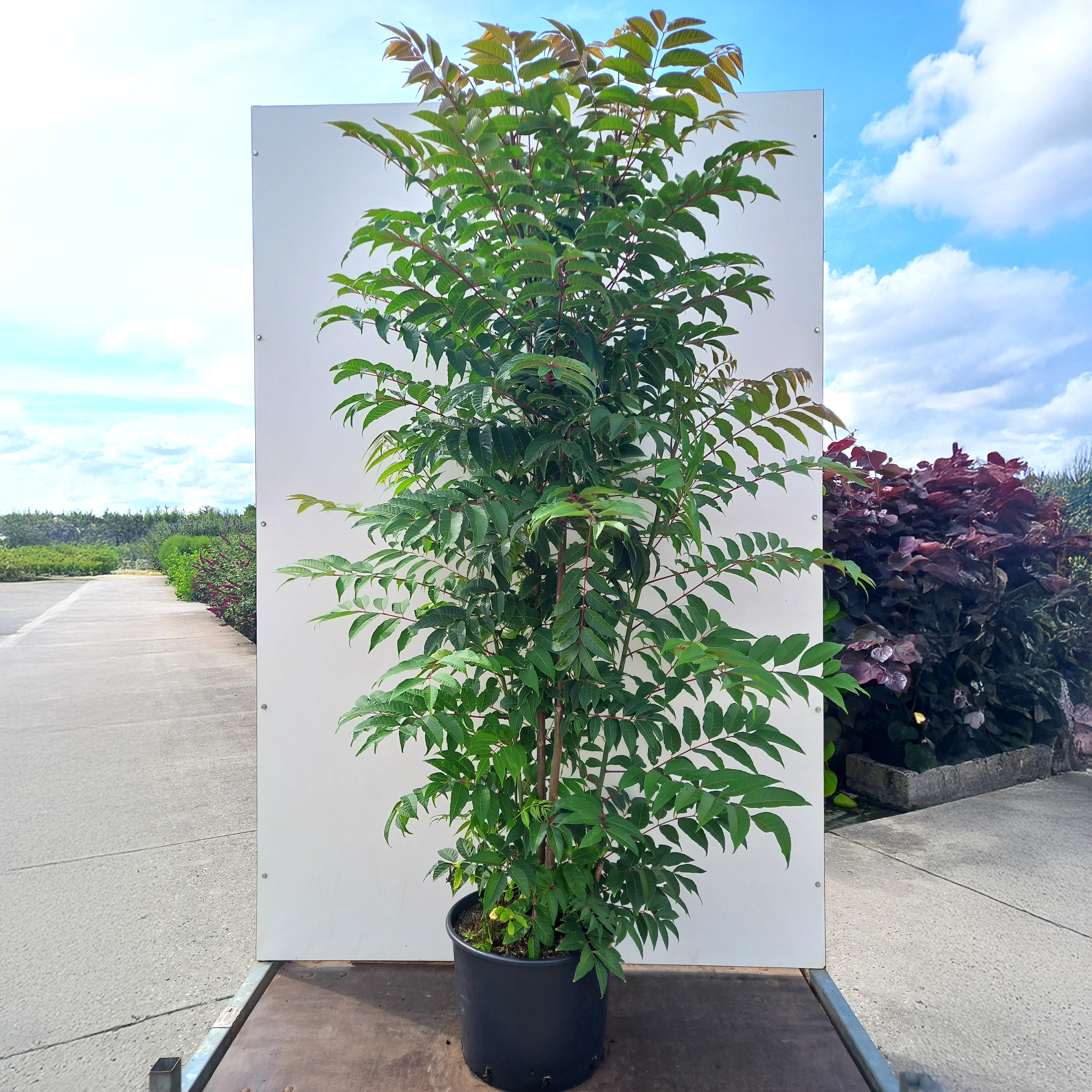Toona sinensis 'Flamingo' - Image 3