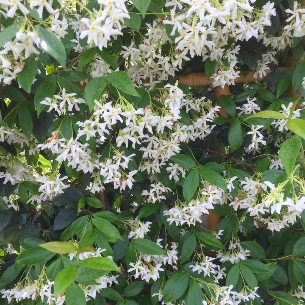 Trachelospermum jasminoides