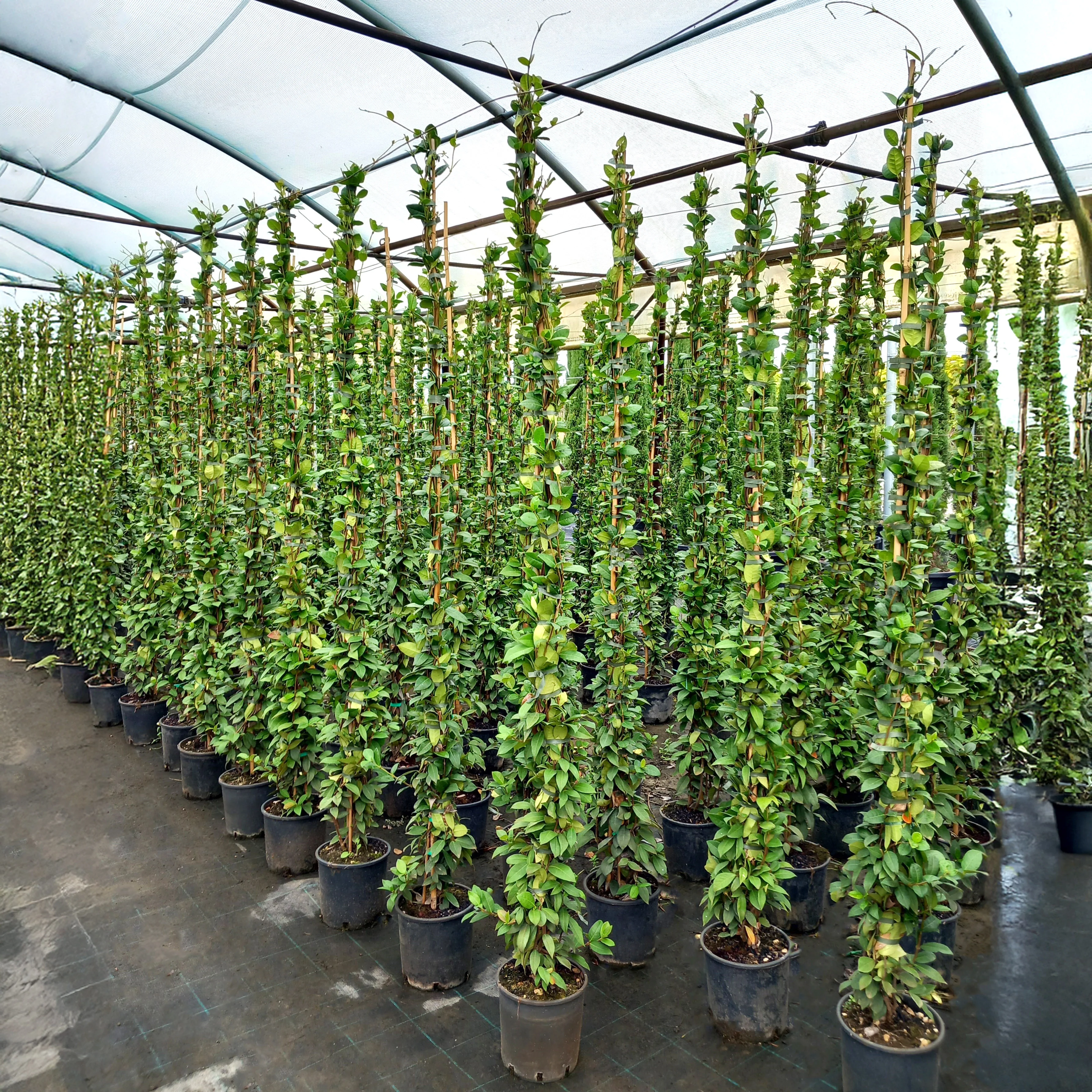 Trachelospermum jasminoides - Image 2