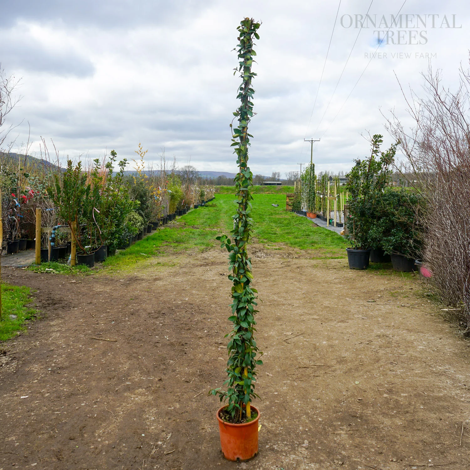 Trachelospermum jasminoides - Image 3