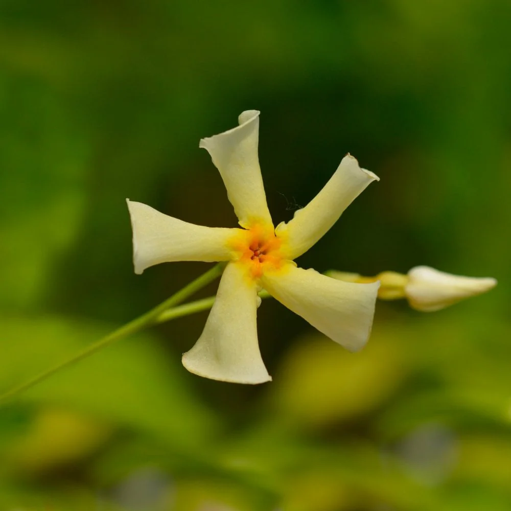 Trachelospermum jasminoides 'Star of Toscana'