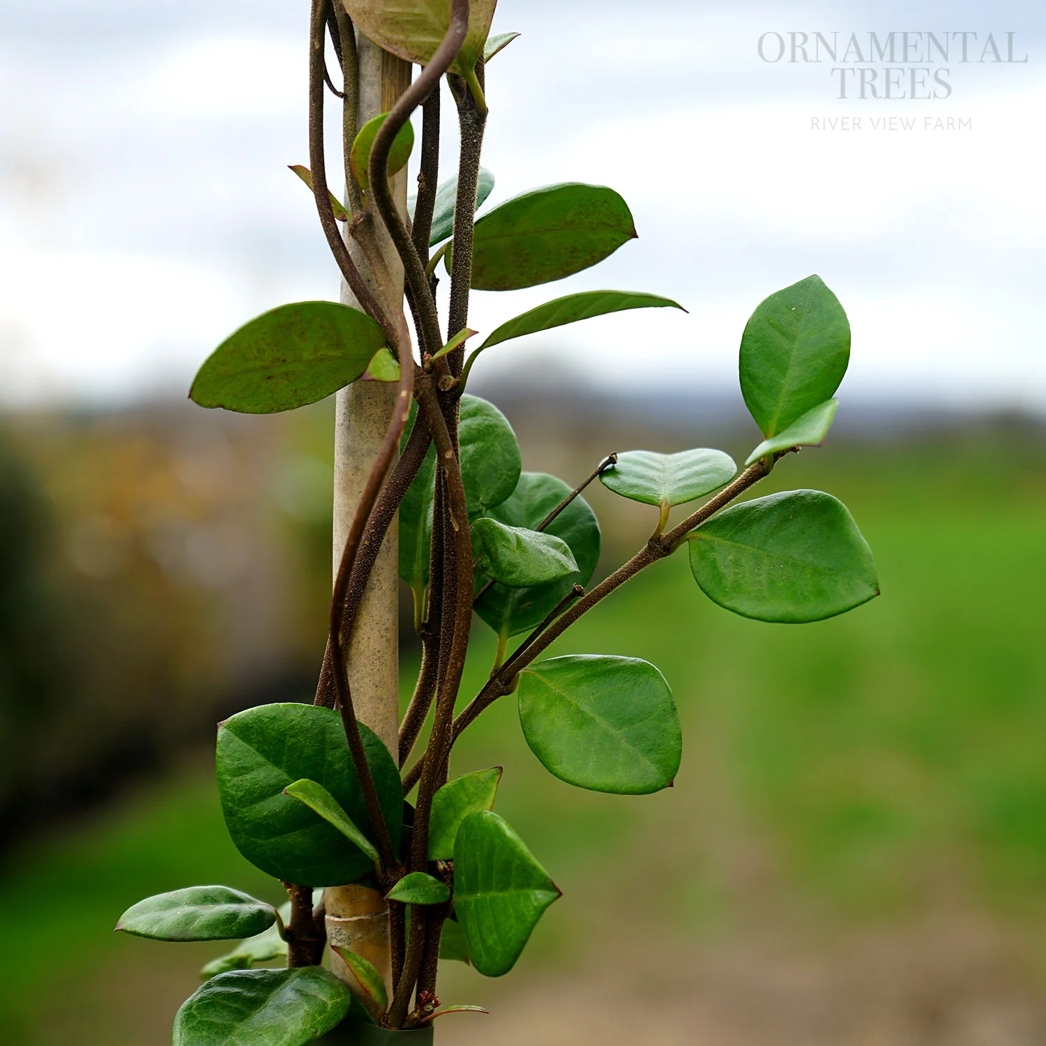 Trachelospermum jasminoides 'Star of Toscana' - Image 2