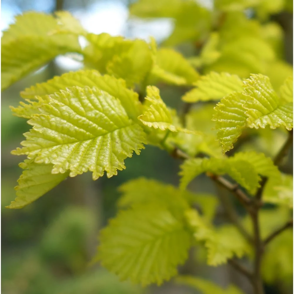 Ulmus x hollandica 'Wredei' Tree - Image 2