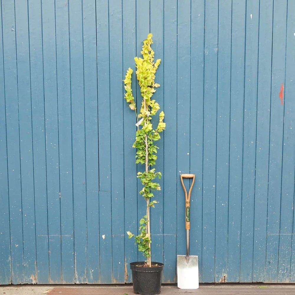 Ulmus x hollandica 'Wredei' Tree - Image 4
