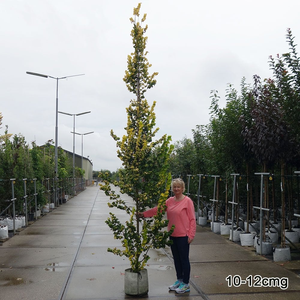 Ulmus x hollandica 'Wredei' Tree - Image 6