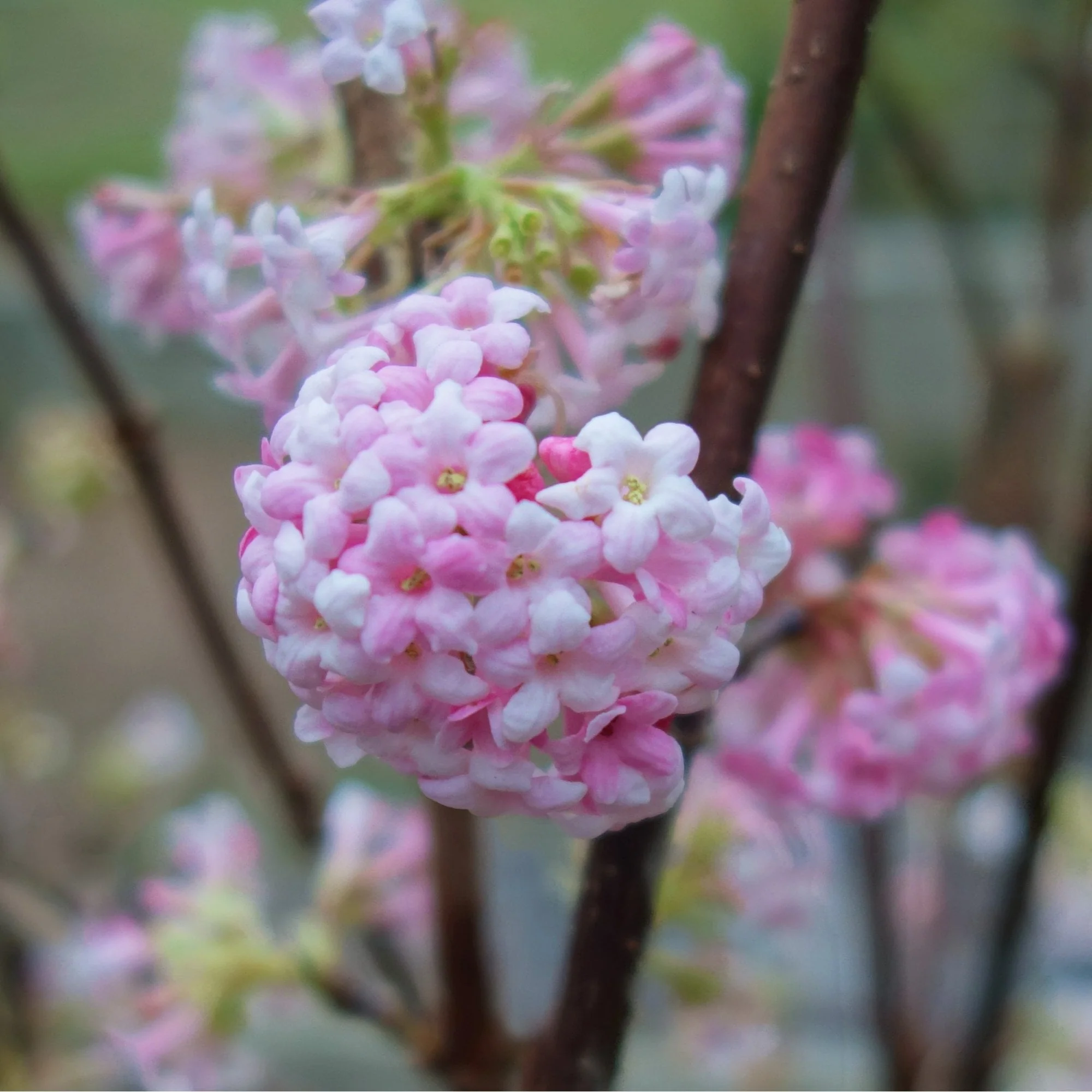 Viburnum × bodnantense 'Dawn' Shrub - Image 2