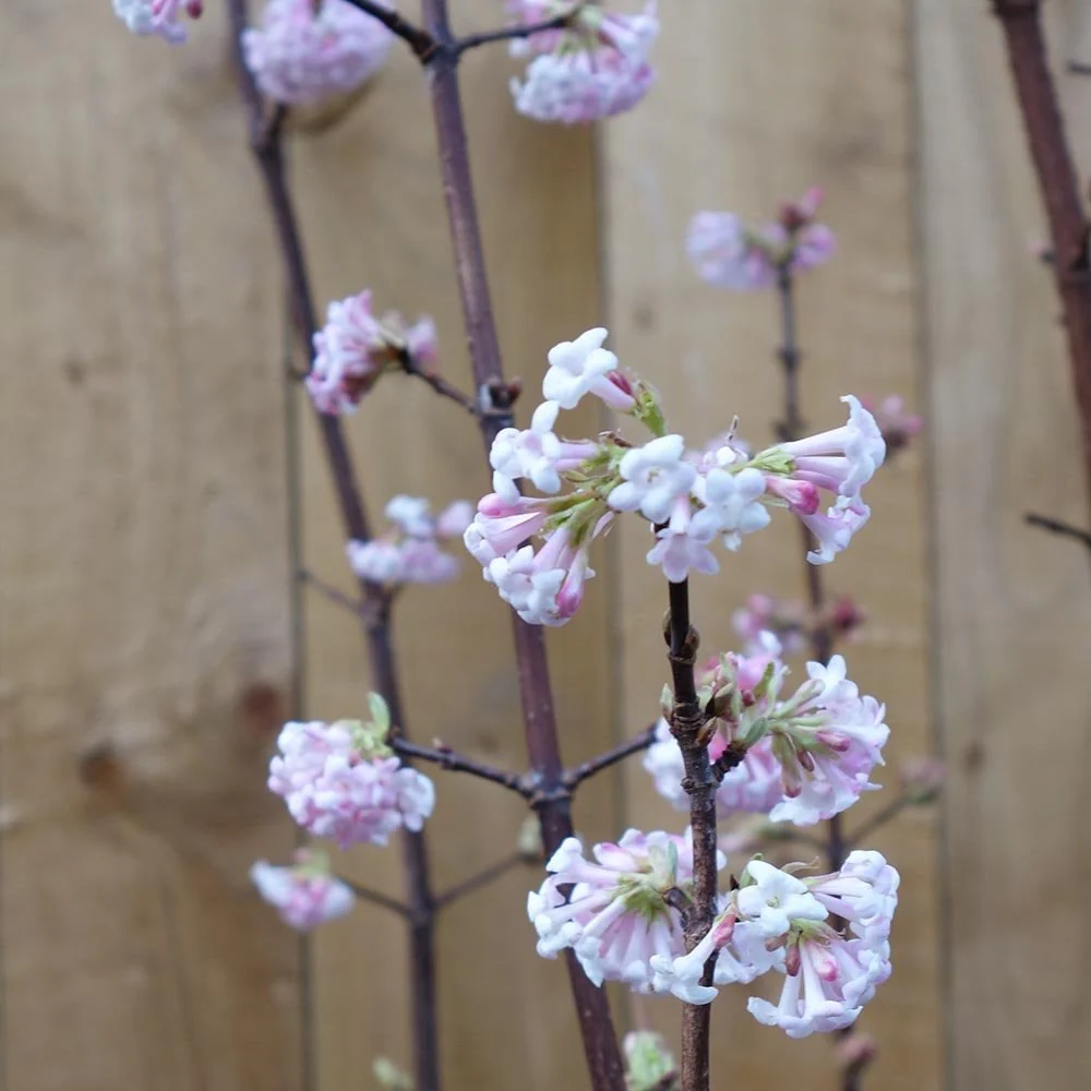 Viburnum × bodnantense 'Dawn' Shrub - Image 3