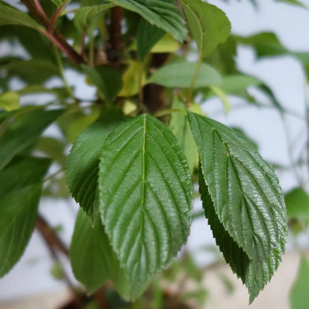Viburnum × bodnantense 'Dawn' Shrub - Image 4