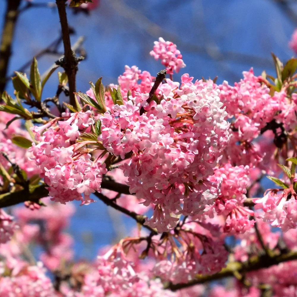 Viburnum × bodnantense 'Charles Lamont' Shrub