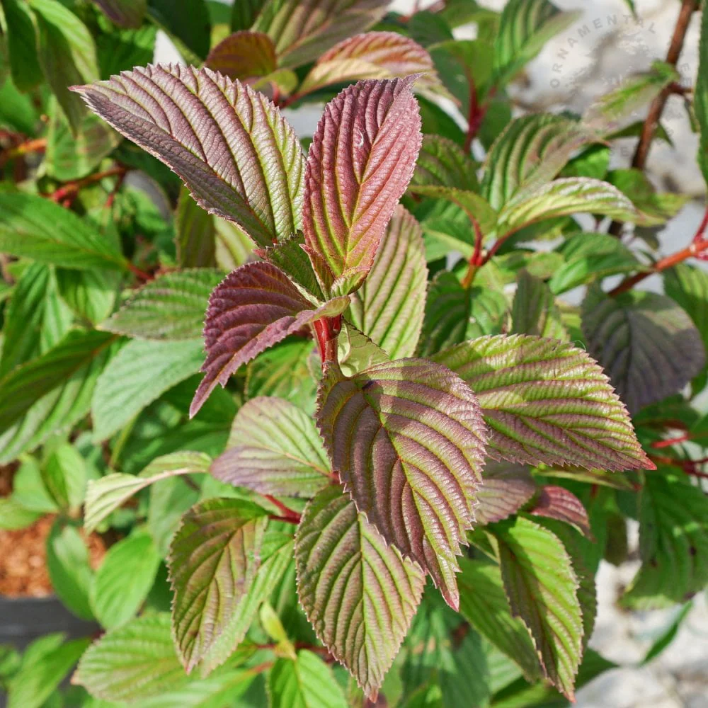 Viburnum × bodnantense 'Charles Lamont' Shrub - Image 3