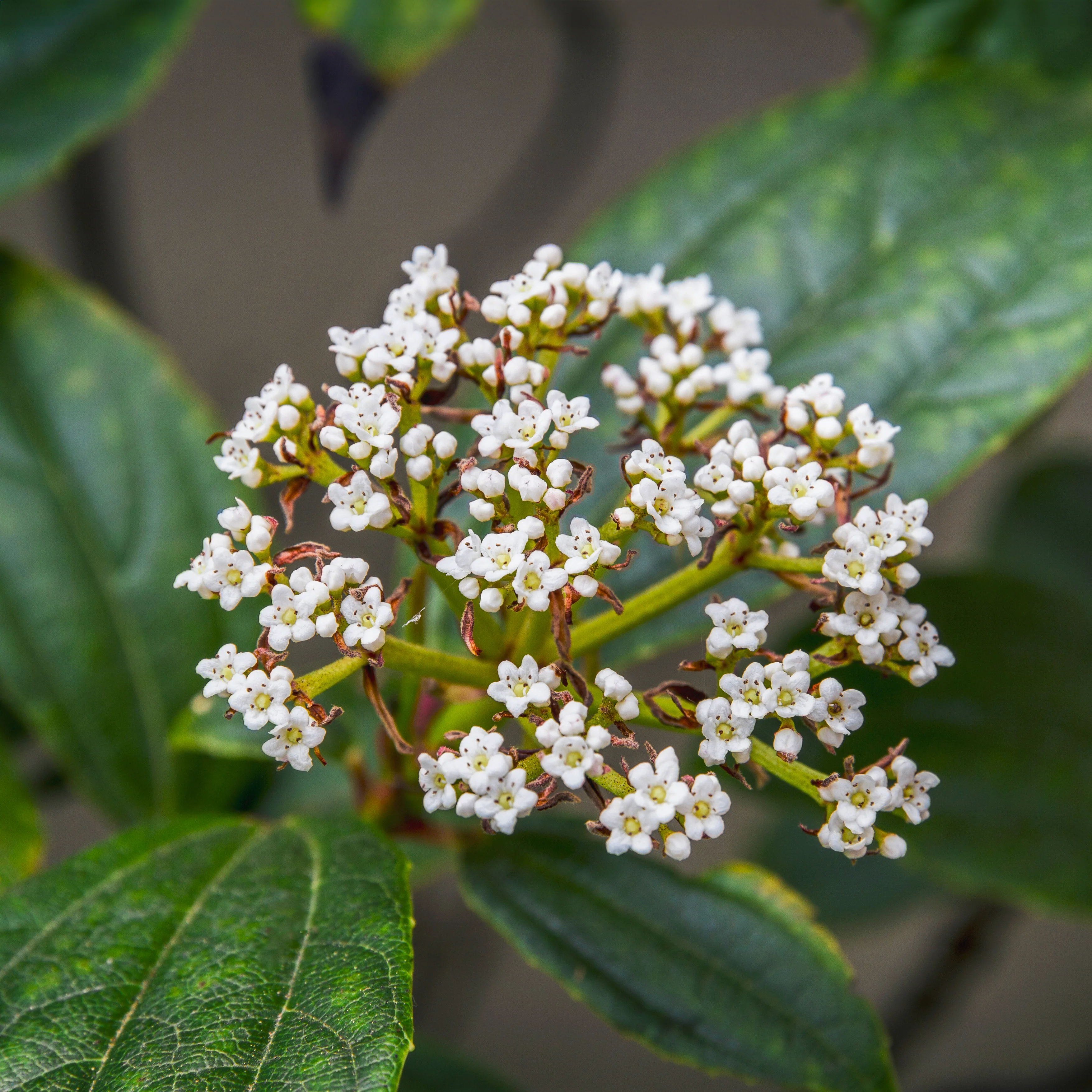 Viburnum davidii Shrub