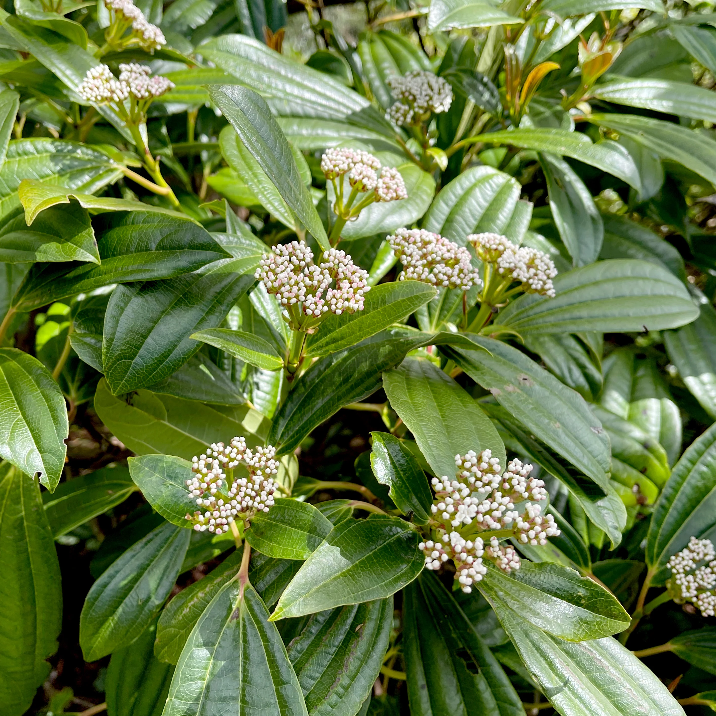 Viburnum davidii Shrub - Image 2