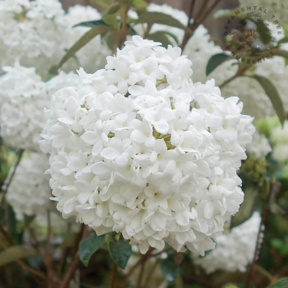 Viburnum erubescens 'Eskimo' Shrub