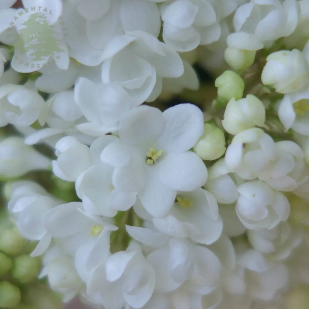 Viburnum erubescens 'Eskimo' Shrub - Image 2