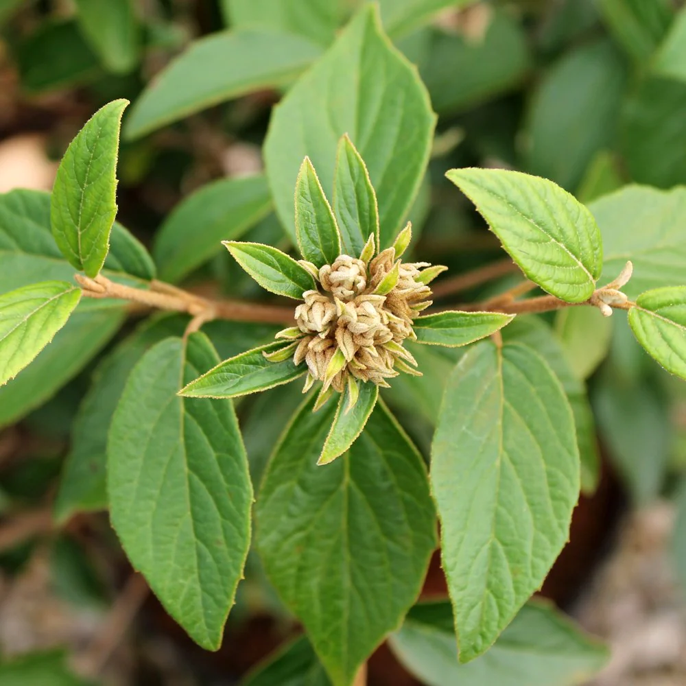Viburnum erubescens 'Eskimo' Shrub - Image 3