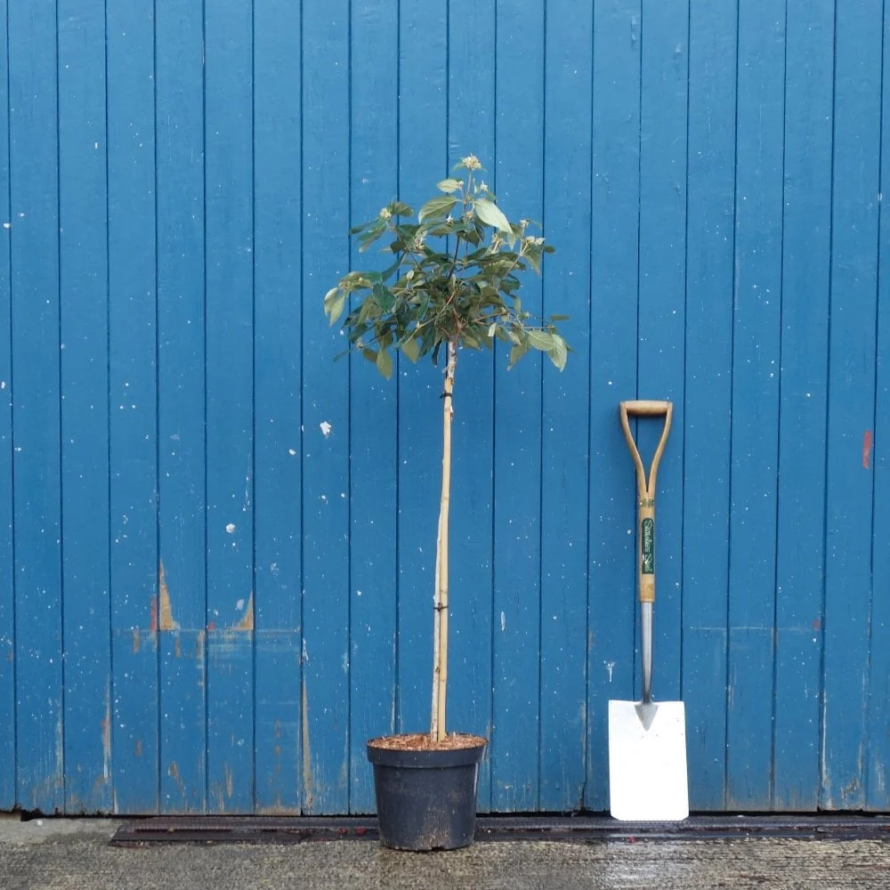 Viburnum erubescens 'Eskimo' Shrub - Image 4