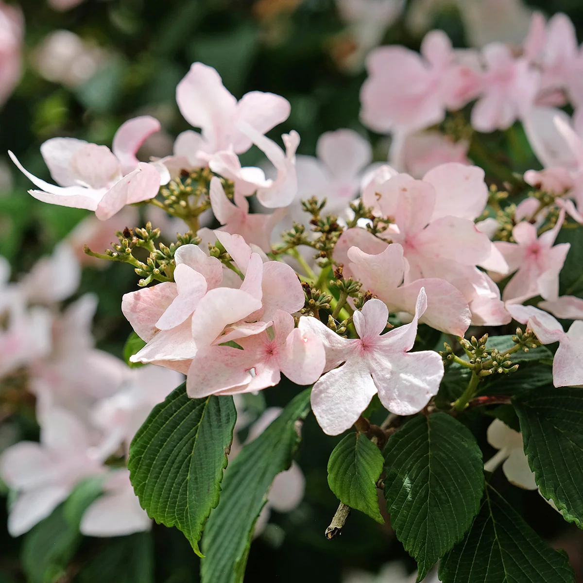 Viburnum plicatum Kilimanjaro Sunrise Shrub