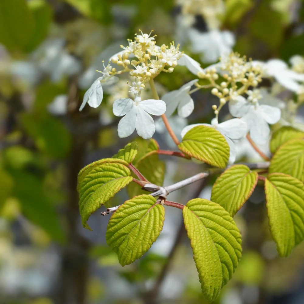 Viburnum plicatum Kilimanjaro Tree