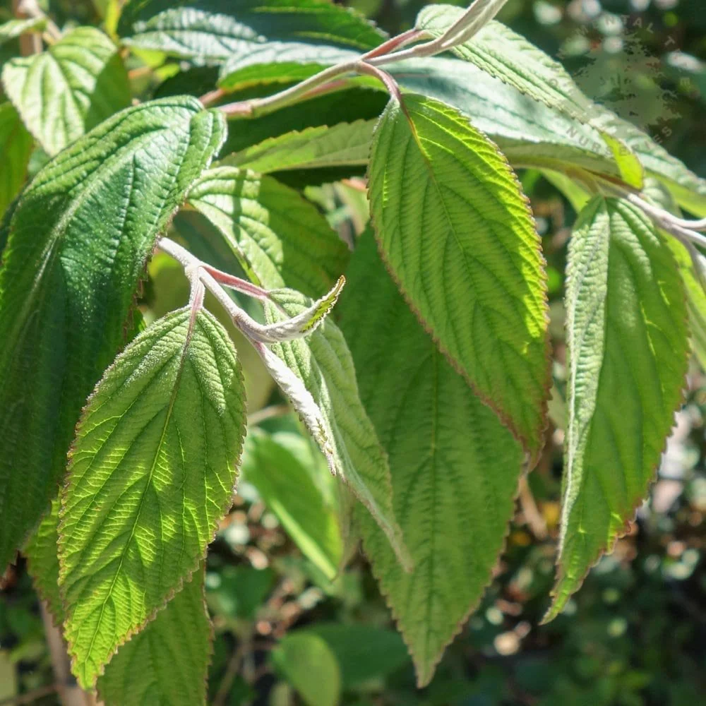 Viburnum plicatum Kilimanjaro Tree - Image 2