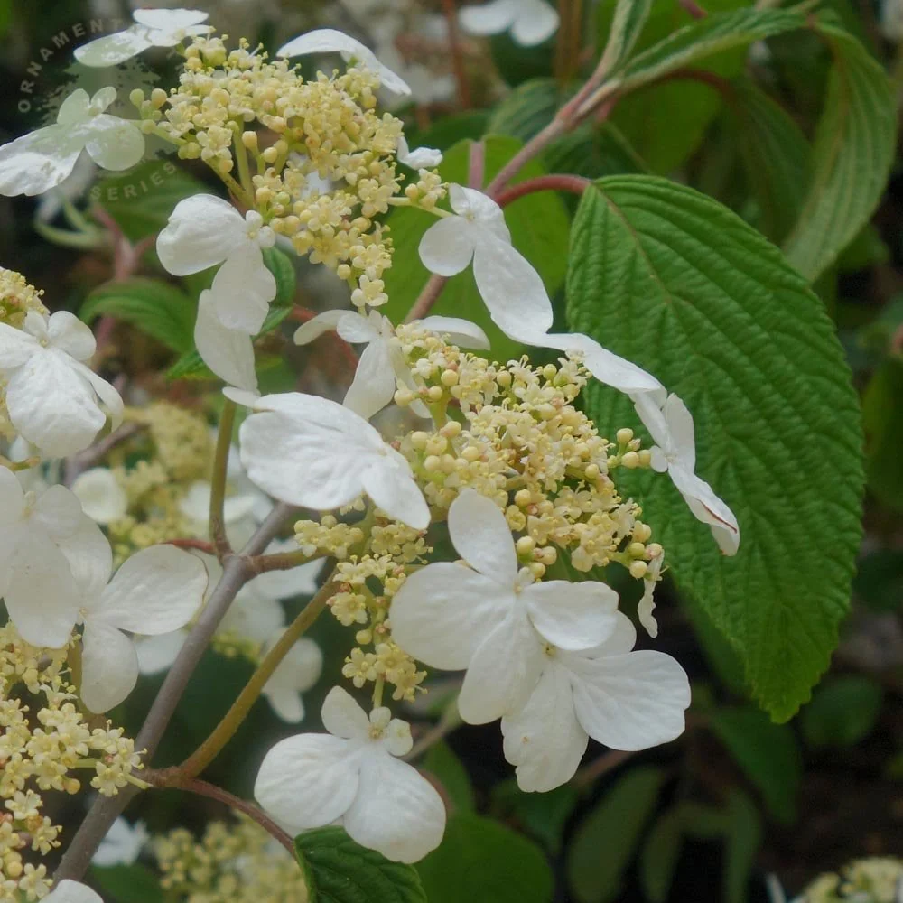Viburnum plicatum 'Mariesii' Shrub