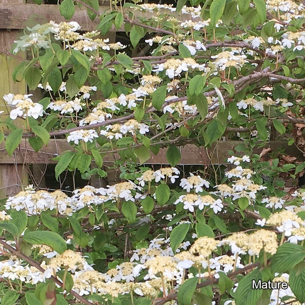 Viburnum plicatum 'Mariesii' Shrub - Image 2