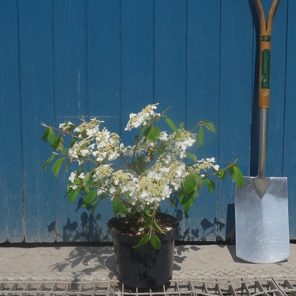 Viburnum plicatum 'Mariesii' Shrub - Image 3