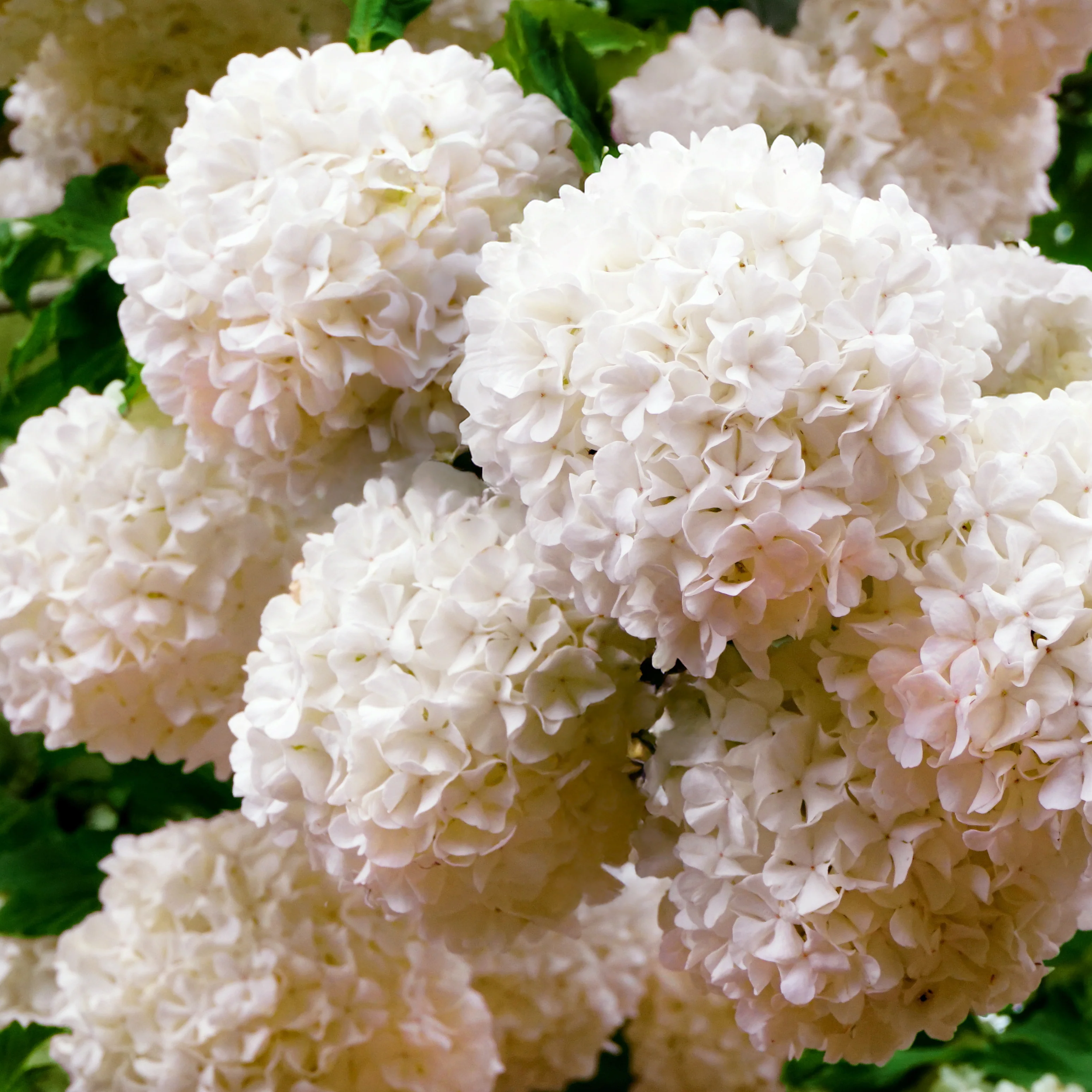 Viburnum plicatum 'Rosace' Shrub