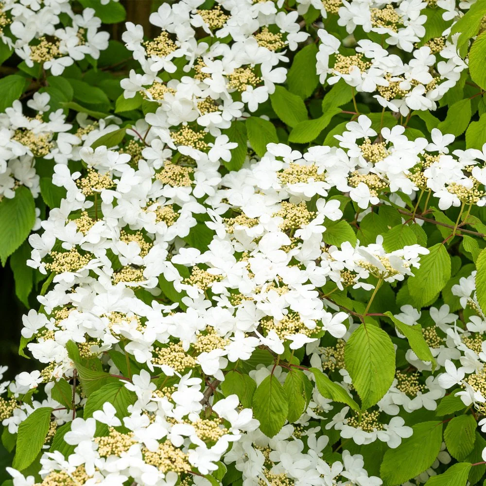 Viburnum plicatum 'Summer Snowflake' Shrub