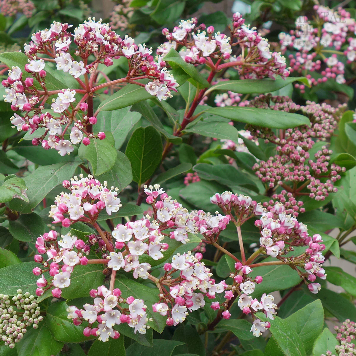 Viburnum tinus 'Eve Price' Shrub