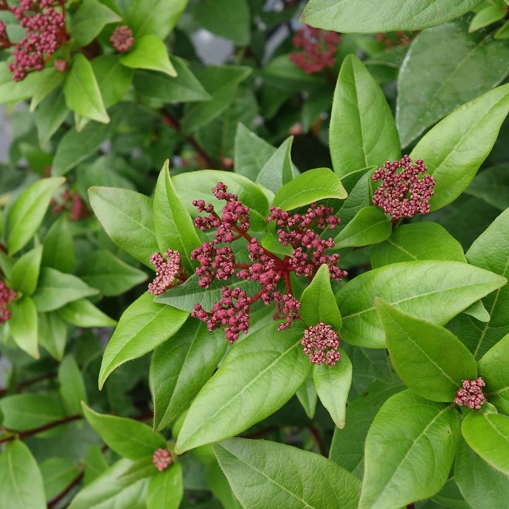 Viburnum tinus 'Eve Price' Shrub - Image 2