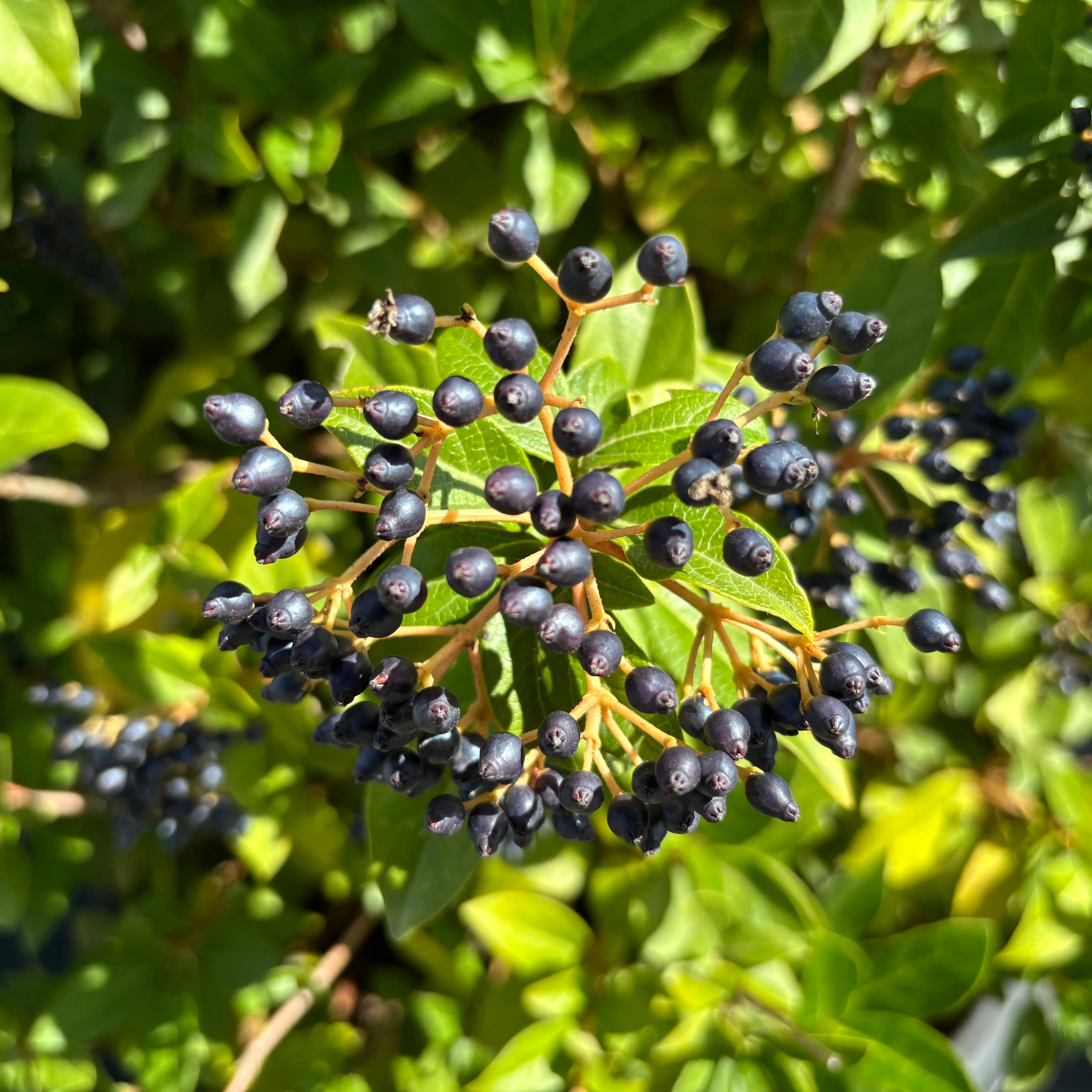 Viburnum tinus 'Eve Price' Shrub - Image 3