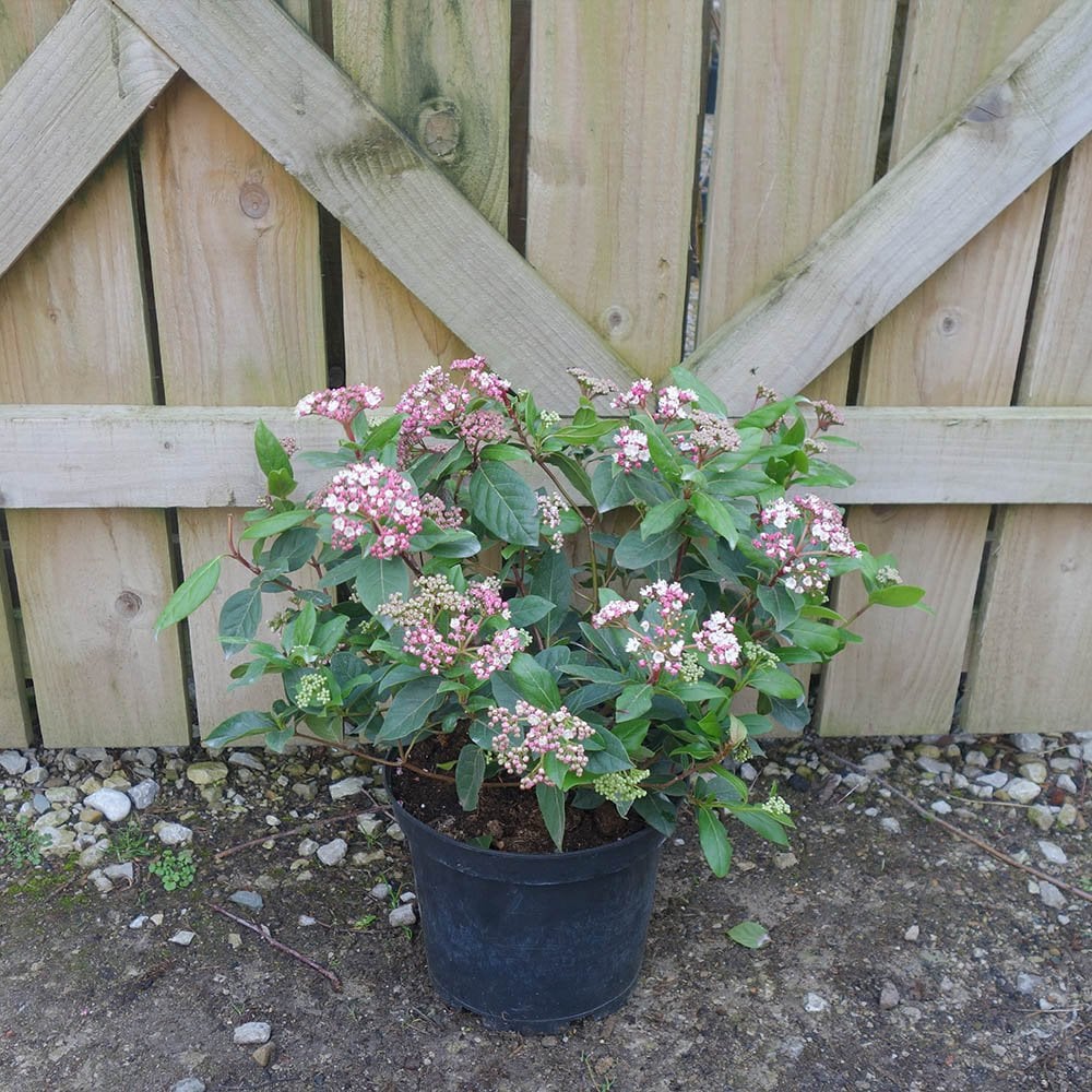 Viburnum tinus 'Eve Price' Shrub - Image 4