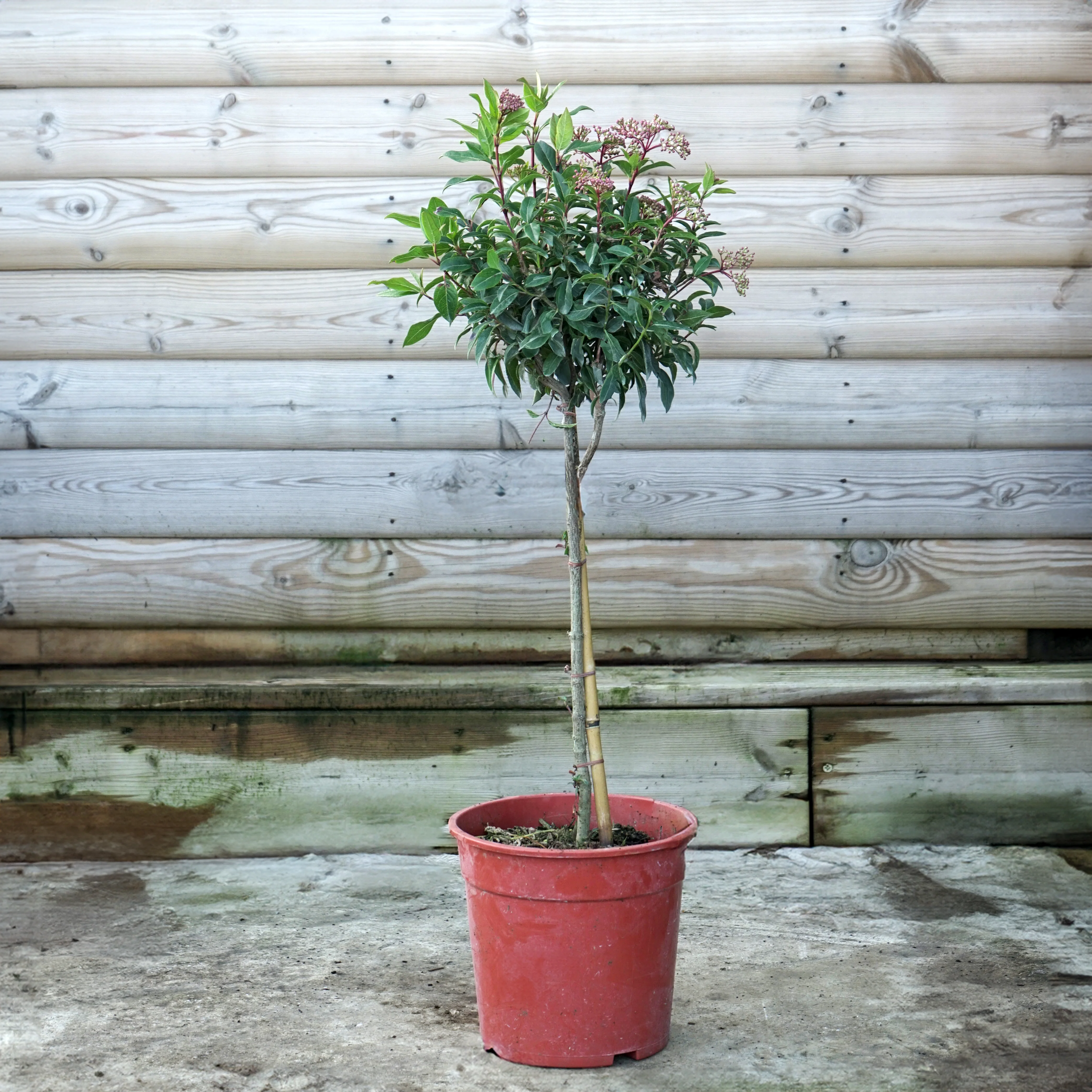 Viburnum tinus 'Eve Price' Shrub - Image 6