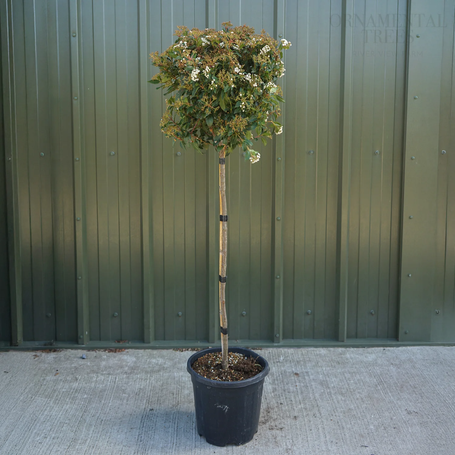 Viburnum tinus 'Eve Price' Shrub - Image 7