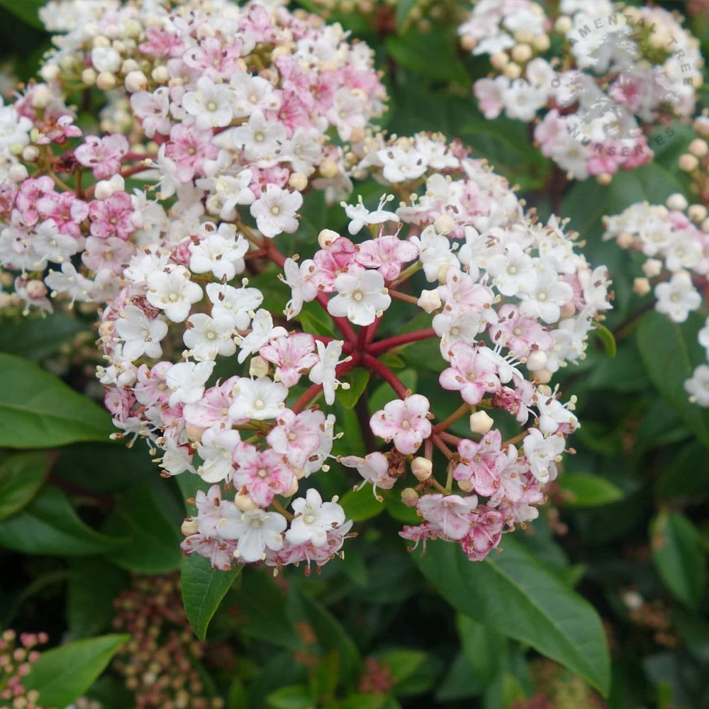 Viburnum tinus Shrub