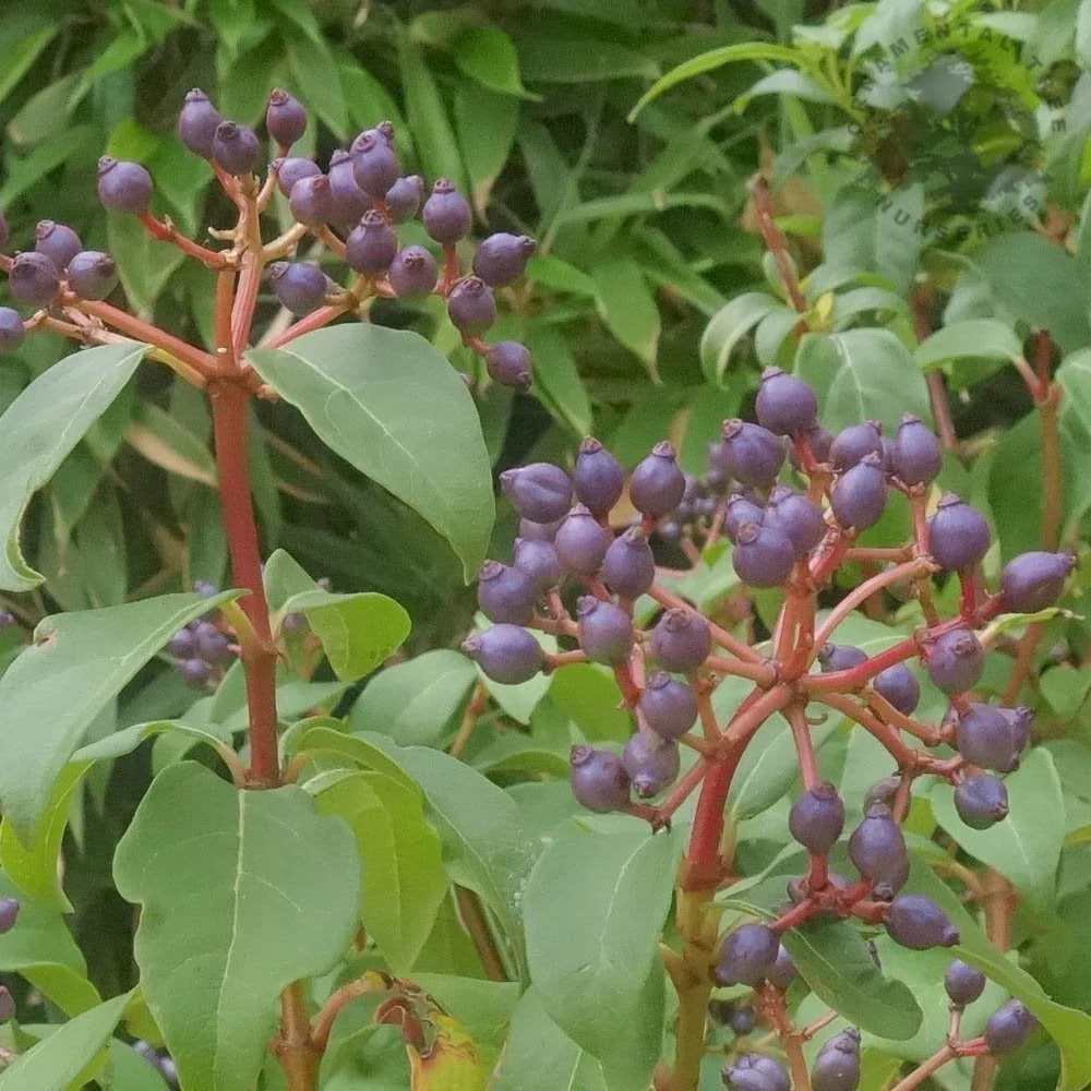 Viburnum tinus Shrub - Image 2