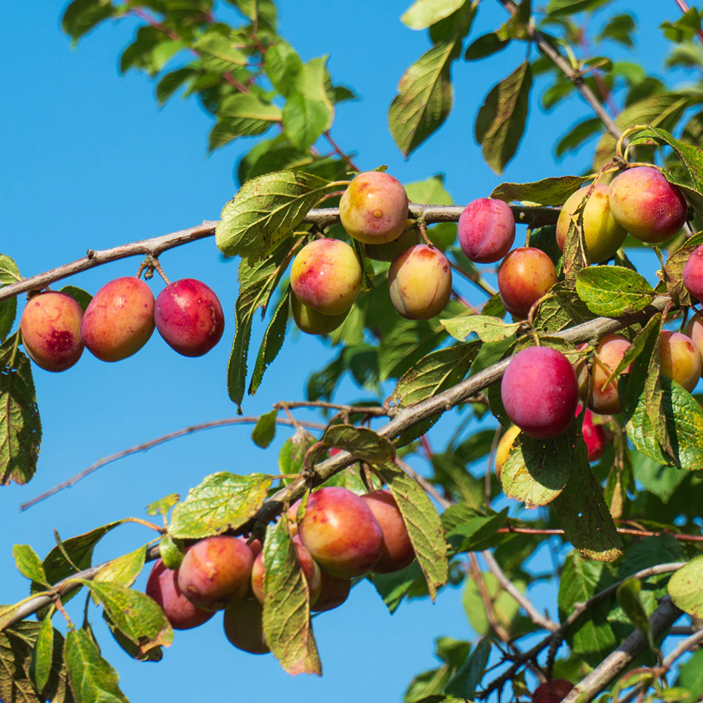 Victoria Plum Tree - Image 2