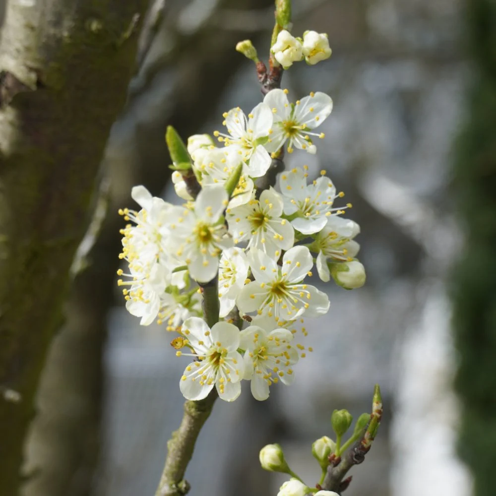 Victoria Plum Tree - Image 3