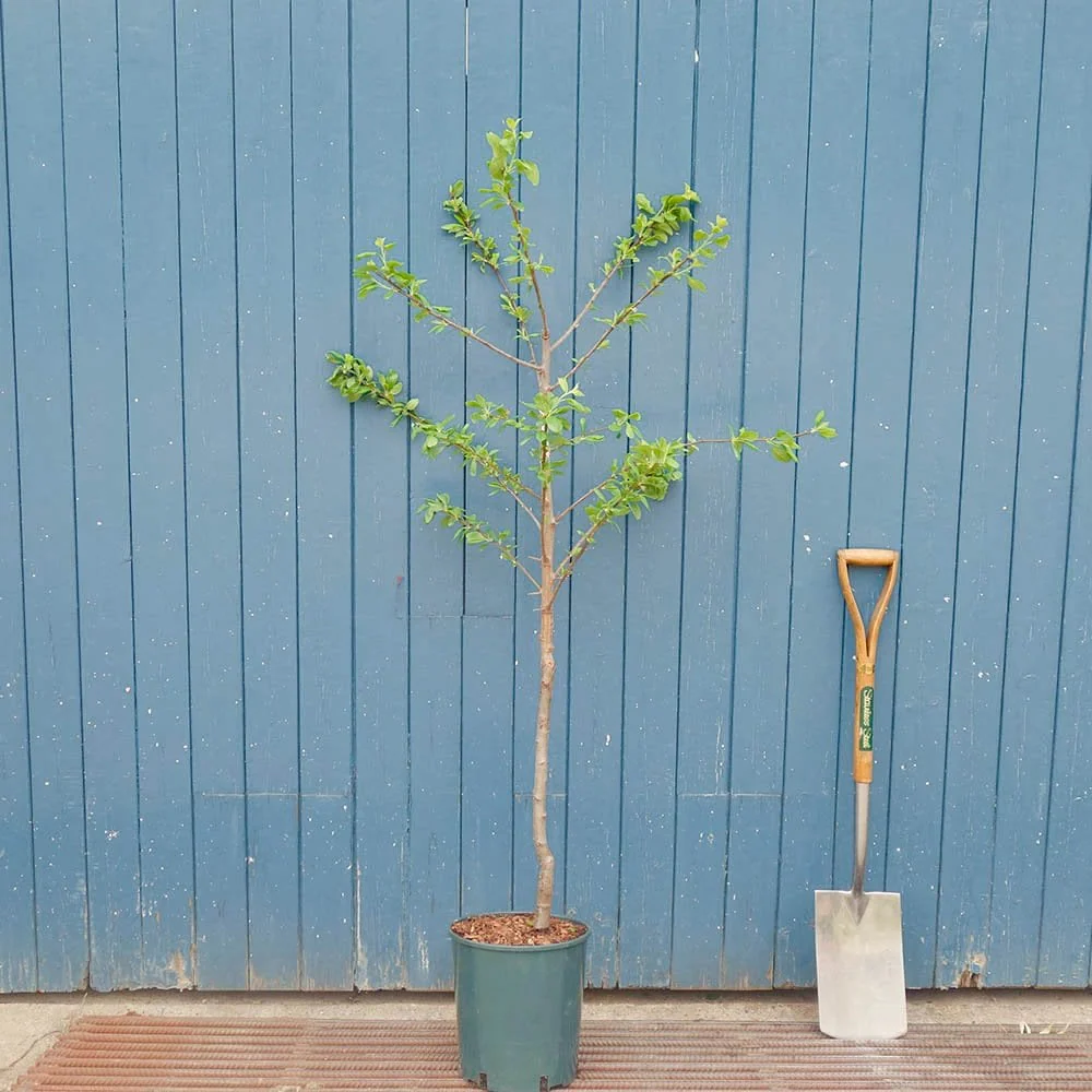Victoria Plum Tree - Image 4