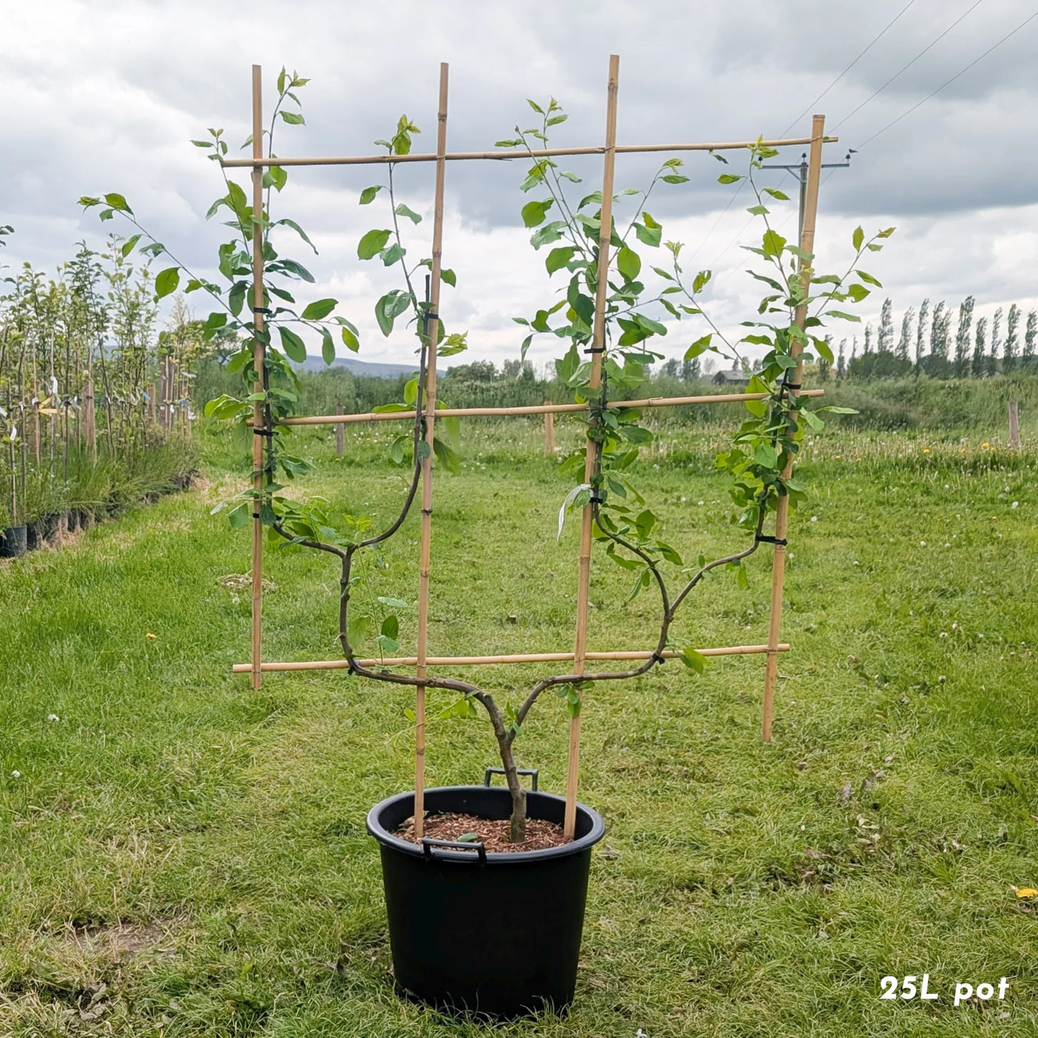 Victoria Plum Tree - Image 5