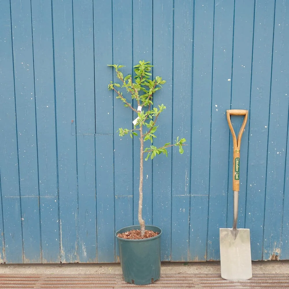 Victoria Plum Tree - Image 7
