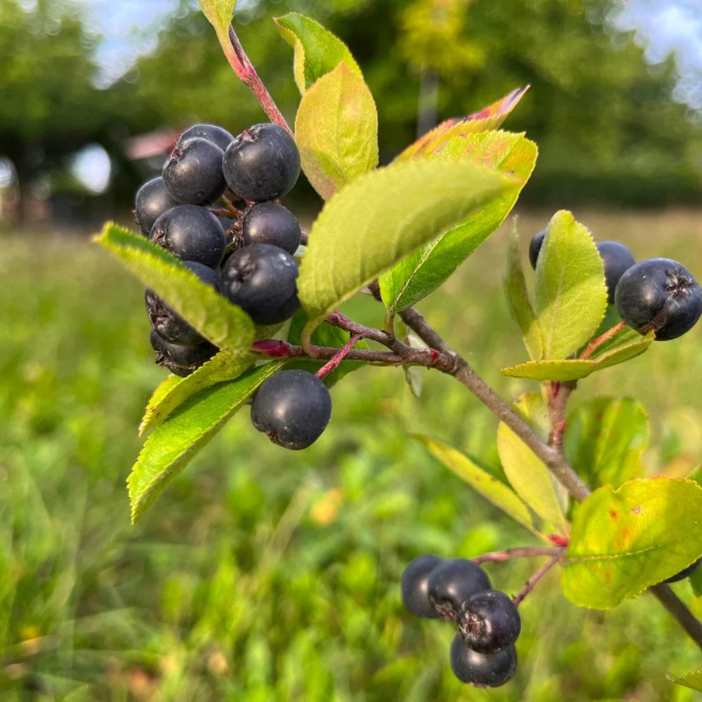 Aronia x prunifolia 'Viking'