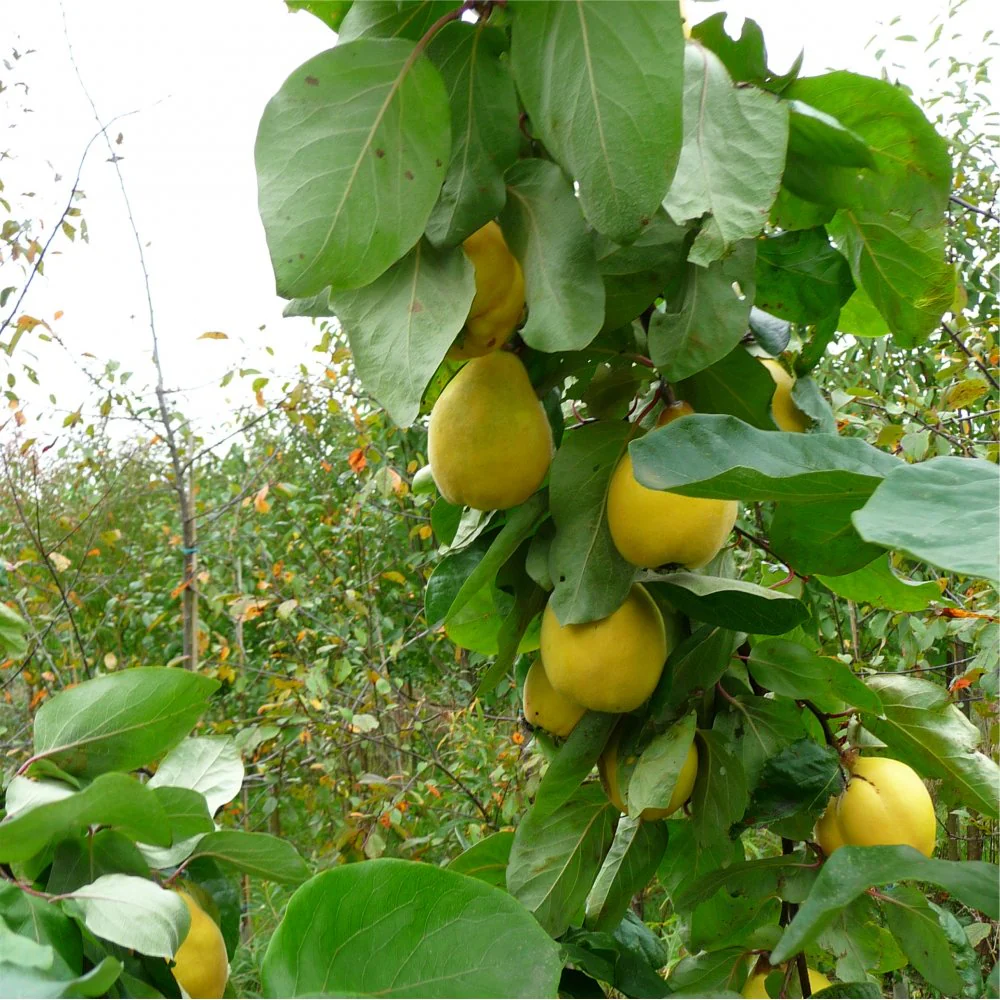Vranja Quince Tree