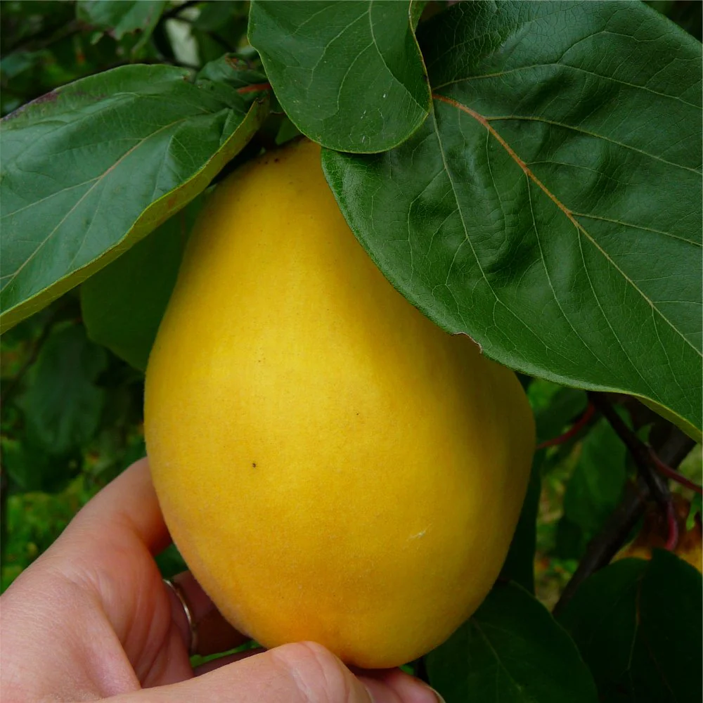 Vranja Quince Tree - Image 3